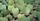 6. Kaktus Sukulen Sweetheart Hoya