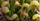 5. California pitcher plant