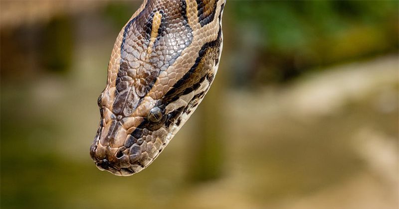 3. Mimpi dikejar ular saat hamil mengartikan harus menghindari orang tertentu