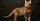 6. Kucing batu (Pardofelis marmorata)