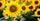 5 Cara Merawat Bunga Matahari Benar Pemula