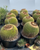 4. Kaktus Golden Barrel
