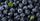 2. Blueberry kaya akan antioksidan dapat mengurangi kerusakan DNA