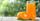 6. Jus jeruk