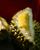 Apakah Mama Boleh Mengonsumsi Durian saat Hamil Muda