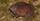 10. Purple Frog (Nasikabatrachus sahyadrensis)