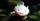 6. Axolotl (Ambystoma mexicanum)