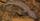 8. Common Mudpuppy (Necturus maculosus)