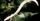 9. Olm (Proteus anguinus)