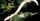 9. Olm (Proteus anguinus)