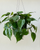 9. Philodendron cordatum