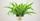 4. Bird nest fern