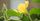 8. Bunga Labu atau Squash Blossom, meningkatkan imunitas karena sarat akan vitamin