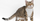 3. American Wiheair, kucing hasil dari mutasi genetik