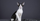 9. Oriental Bicolor, Ras hasil persilangan American Shorthair bicolor Kucing siam