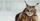 12. Maine Coon, kucing terbesar dari semua ras kucing peliharaan
