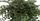 4. Pellaea rotundifolia