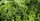2. Bibit sayuran kale lacinato