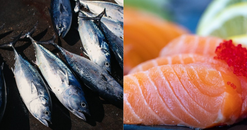 Jangan Hanya Salmon, Perhatikan Juga Nutrisi Ikan Kembung