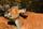 4. Banteng