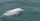 5. Eastern Taiwan Strait Humpback Dolphin