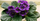 2. Violet afrika (Saintpaulia)