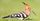 5. Burung hoopoe
