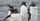 1. Terdapat 26 spesies penguin dunia ini