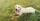2. Anjing