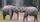 7. Populasi gajah terancam