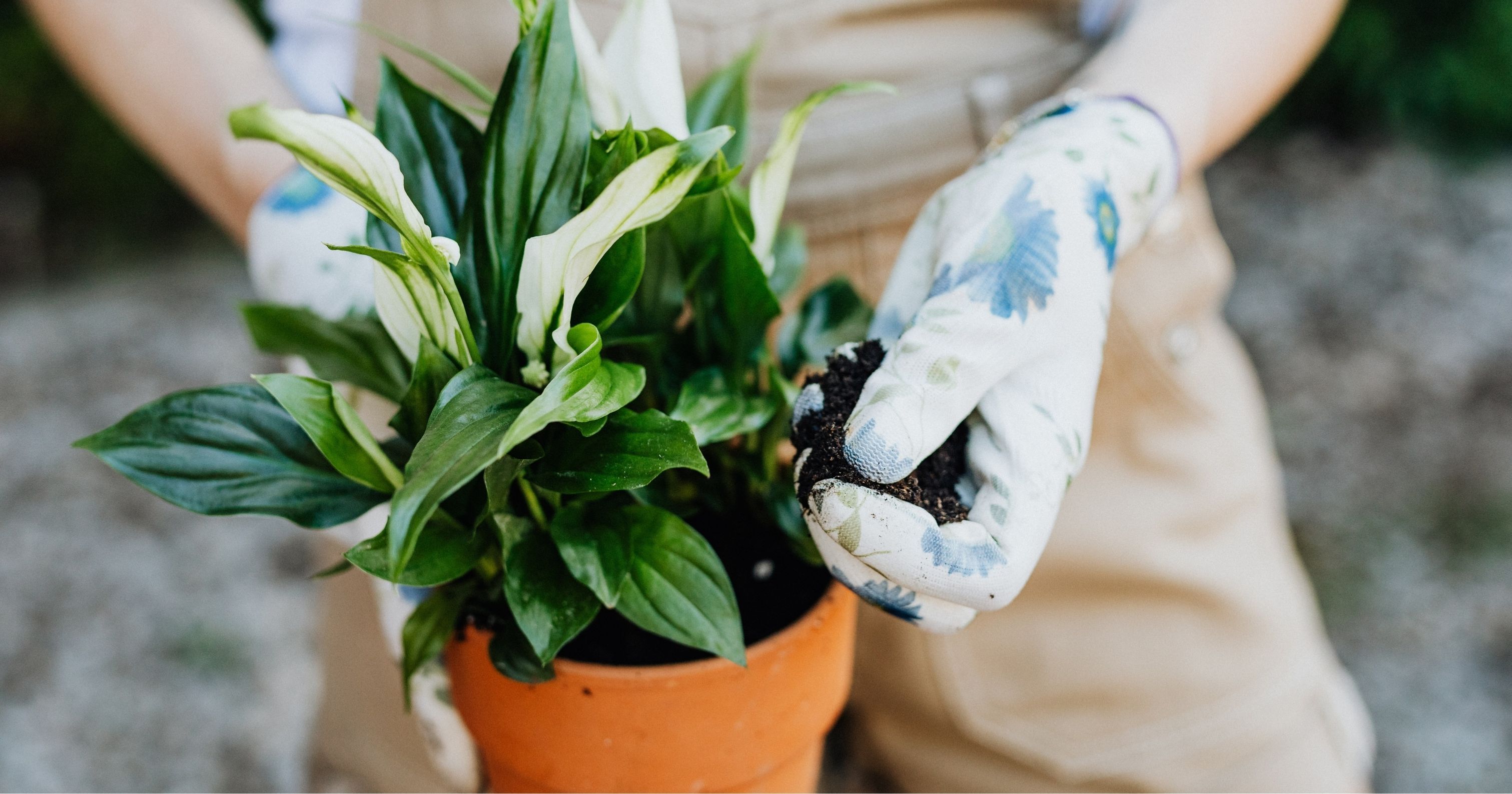 4. Peace lily dapat membersihkan udara dalam ruangan