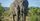 10 Hewan Terberat Dunia, Gajah Bukan Paling Berat
