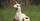 10. Llama