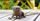 2. Pygmy marmoset