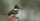 4. Kingfisher
