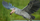 7. Bangau shoebill