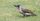 6. Burung pelatuk hijau