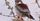 4. Pygmy Falcon Afrika