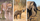 11 Hewan Hidup Sabana, dari Cheetah hingga Gajah