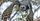 7 Fakta Menarik Elang Harpy, Burung Predator Mematikan