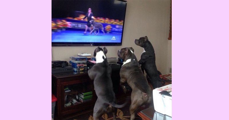 2. Tiga anjing sedang fokus menonton televisi