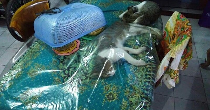 6. Kucing berselimut bawah taplak meja