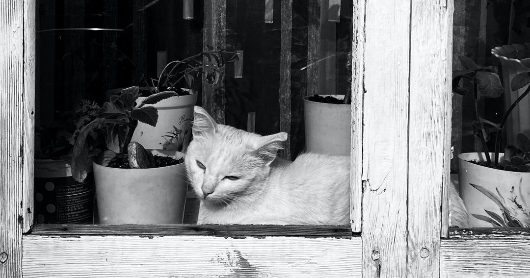 21. Rekomendasi nama kucing betina lucu inisial U