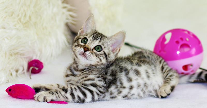 22. Rekomendasi nama kucing betina lucu inisial V