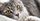 700 Nama Kucing Betina Lucu Inisial A-Z, Pu Makna Tersendiri