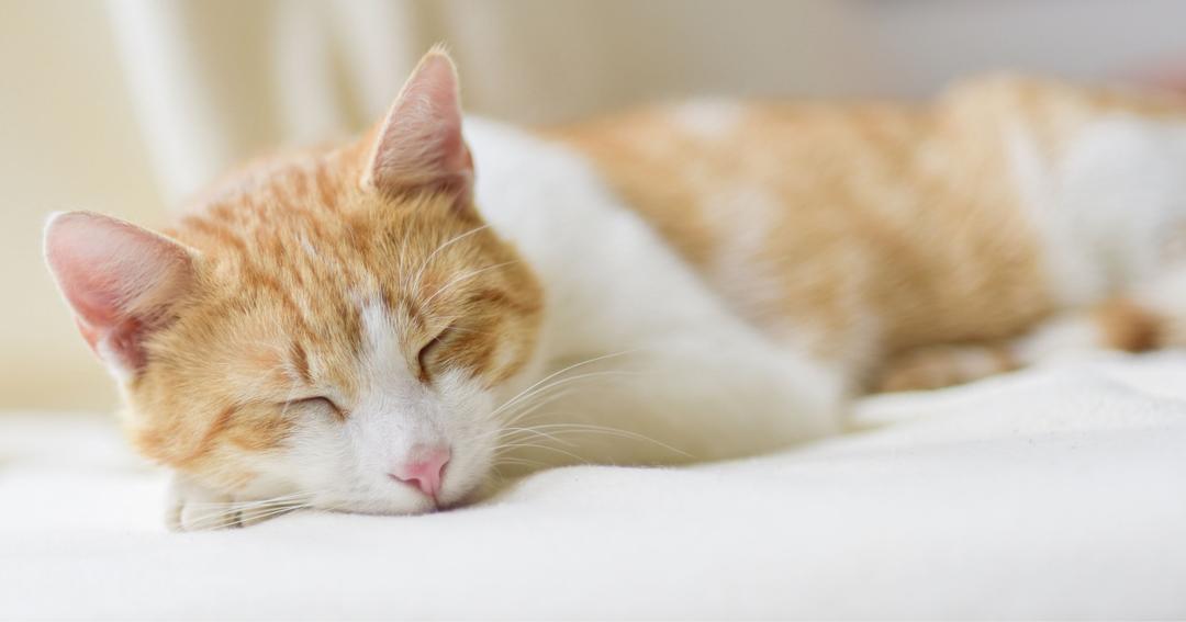 9. Rekomendasi nama kucing betina lucu inisial I