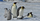 1. Ciri-ciri fisik penguin