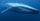 1. Ciri-ciri fisik paus biru