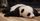 14. Panda tertidur