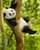 8. Panda saat bermain